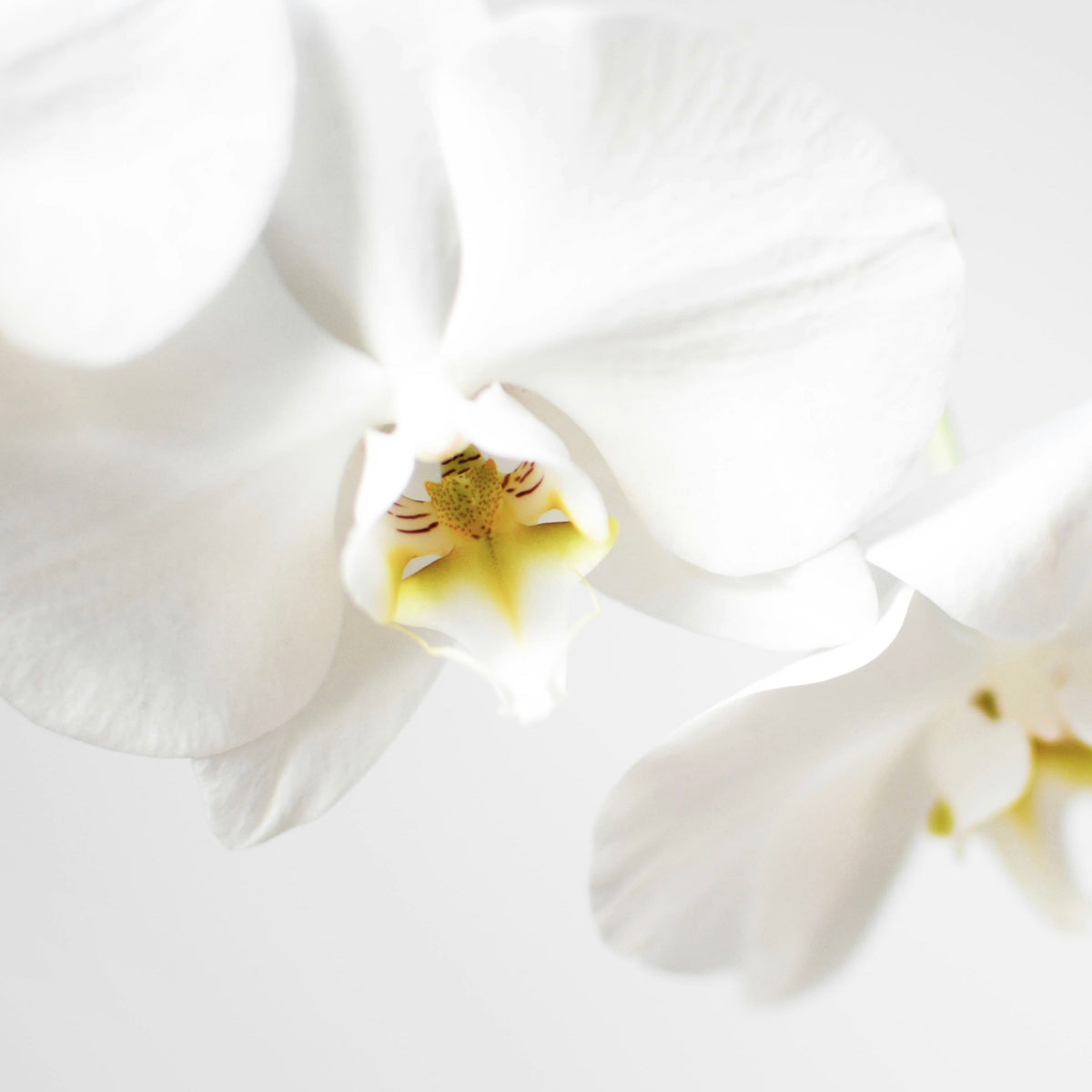 Orchid