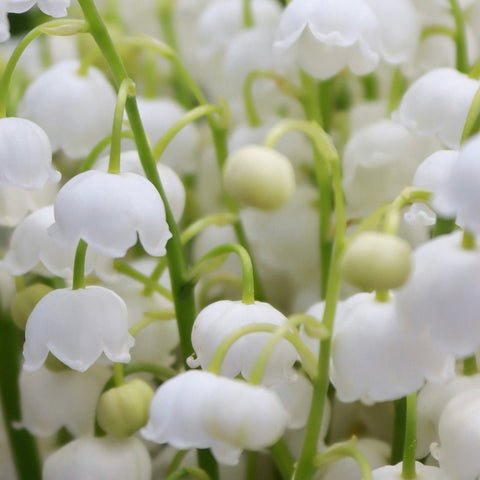 Lily of the Valley