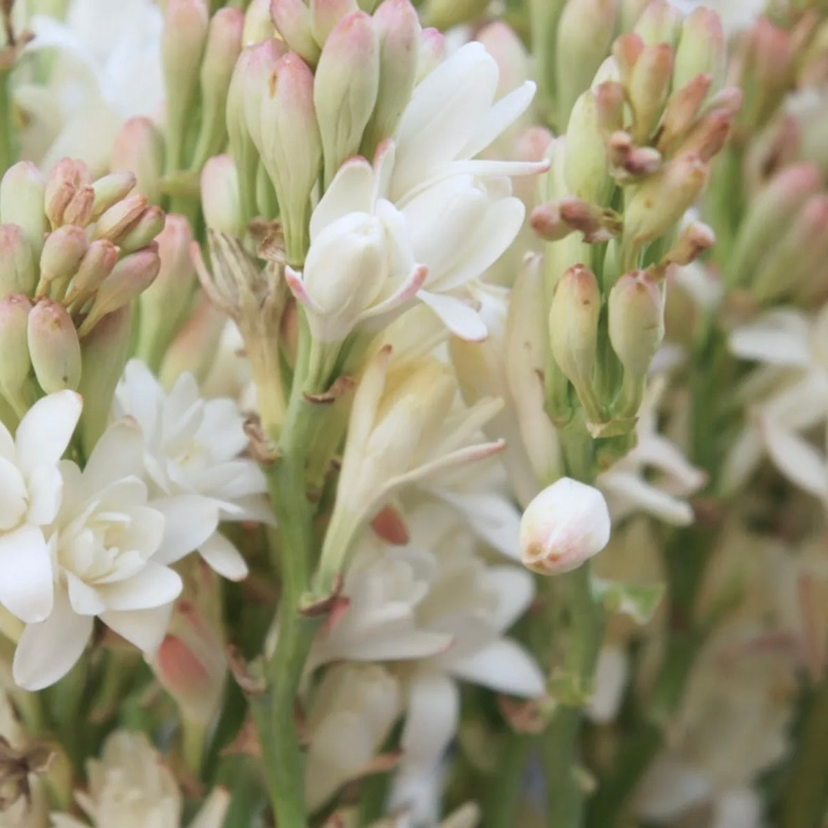 Tuberose